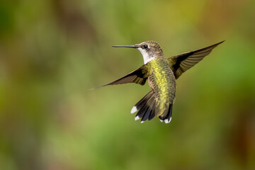 A ruby-throated hummingbird flying in a flower garden