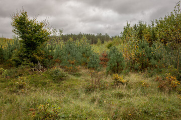incredibly beautiful landscape of a multi-colored forest with multi-colored vegetation and a white-gray sky, autumn picture, autumn nature in Europe, Polish forests, autumn landscape