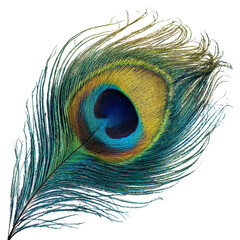 Fototapeta premium Beautiful Peacock Feather with Shimmering Blue-Green Glow