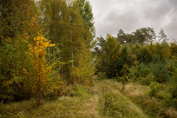 Obraz premium diverse nature of Polish forests, autumn landscape in Europe, European forests in autumn