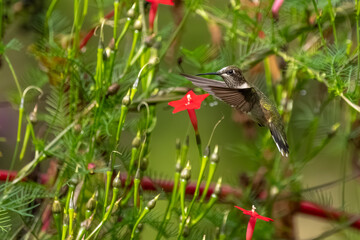 A ruby-throated hummingbird flying in a flower garden
