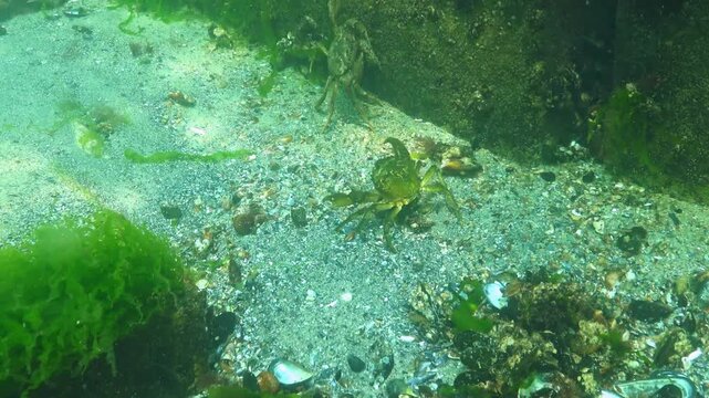 Green crab Carcinus aestuarii, a large male sits near a rock in algae in the Black Sea