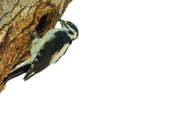 Female Hairy Woodpecker (Leuconotopicus villosus) Photo, Perched Over a Transparent Isolated PNG Background