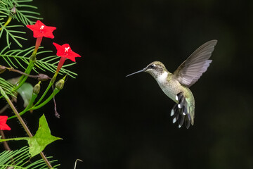 Fototapeta premium A ruby-throated hummingbird flying in a flower garden