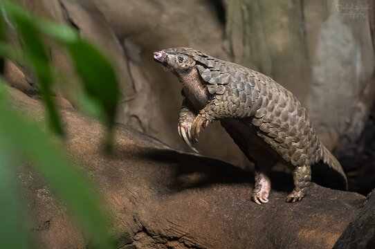 The Sunda pangolin is the most widely distributed species of pangolin in Southeast Asia