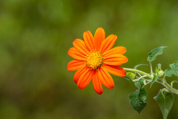 An orange flower in a garden