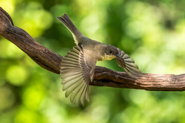 An Eastern phoebe searching for food in a forest