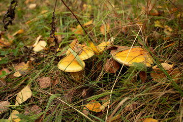 poisonous yellow mushrooms in the grass in the autumn forest, autumn inedible yellow toadstools