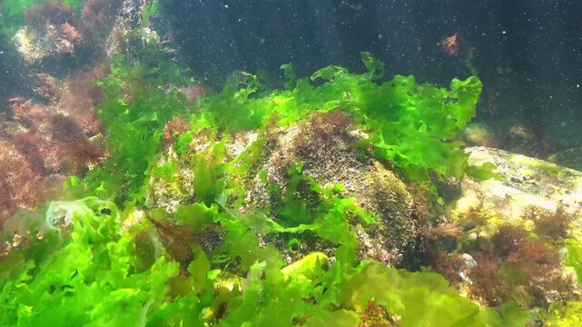 Long thalli of green algae Ulva lactuca on rocks near the shore in the Black Sea are moved by water movement