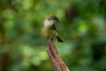 An Eastern phoebe searching for food in a forest