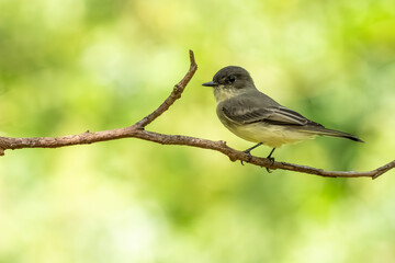 An Eastern phoebe searching for food in a forest