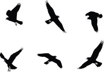Bird of prey silhouette vector, raptor in flight illustration, hawk and falcon wing pose, black graphic for wildlife, aerial predator design