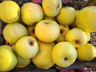 yellow ripe juicy farm apples in a box at the market