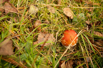small red fly agaric sprouts from grass and moss among fallen yellow leaves in the forest, autumn in the forest, autumn poisonous mushrooms