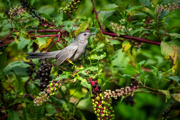A gray catbird eating pokeweed berries