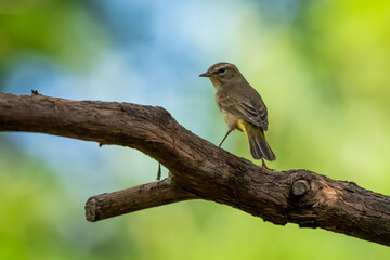 A bay-breasted warbler perched on a tree branch