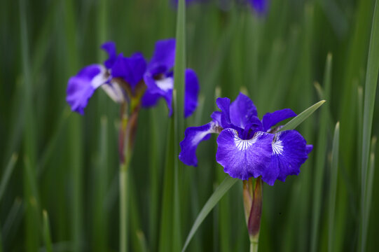 Closeup Iris sibirica - Regency buck, Violet-Blue Perennial Flower in Bloom with blurred background in summer garden

