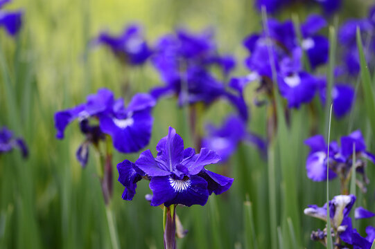Closeup Iris sibirica - Regency buck, Violet-Blue Perennial Flower in Bloom with blurred background in summer garden

