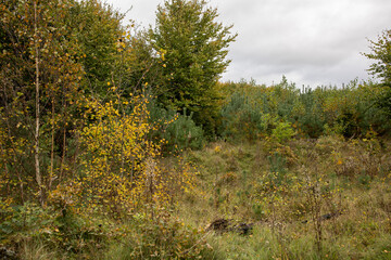 beautiful landscape of the Polish forest, autumn in a mixed forest landscape, beautiful nature of Poland in autumn