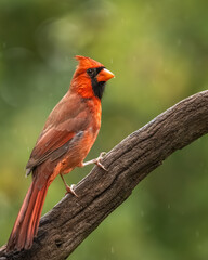 A male cardinal perched in a wooded area
