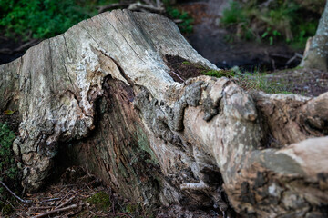 Fototapeta premium old tree trunk