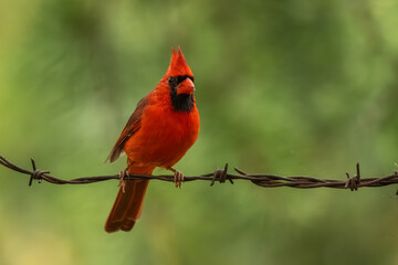 A male cardinal perched in a wooded area