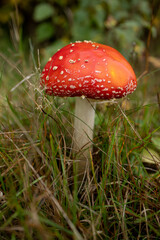 very beautiful red fly agaric macro photo, picture of a fly agaric, inedible mushroom, macro fly agaric, picture of a red fly agaric on the background, fly agaric in the grass macro