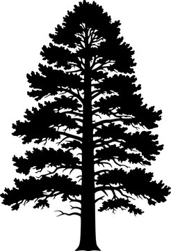 Ponderosa pine silhouette. This image shows the silhouette of a ponderosa pine tree, known for its towering stature and evergreen foliage. Vector clipart illustration design