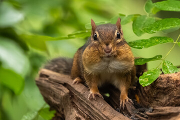 A chipmunk eating a nut