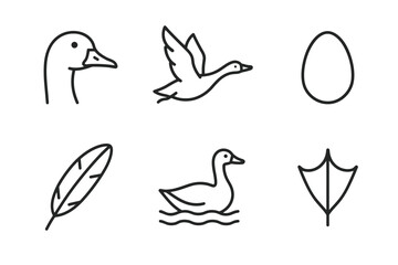 Obraz premium Duck icons: bird, flight, egg, feather, swimming, webbed foot symbols