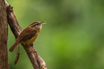 A Carolina wren perched on a tree