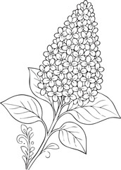 Elegant lilac flower coloring page isolated on white background
