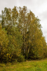 Fototapeta premium golden autumn in poland, european autumn in nature, priory autumn landscape, autumn forest, autumn colors in the forest