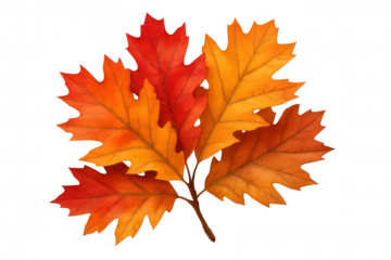Autumn oak leaves displaying vibrant fall colors in red and orange on a transparent background