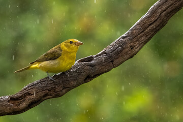 A female summer tanager perched on a vine in the rain