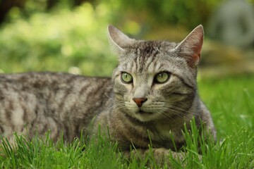 Cat on green grass
