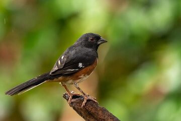 A male Eastern towhee perched on a branch