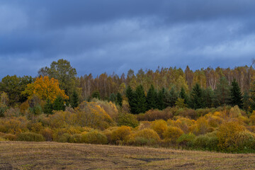 autumn in the forest