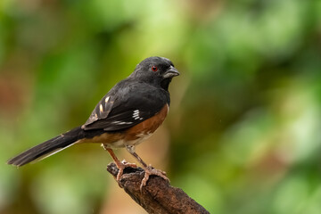 A male Eastern towhee perched on a branch