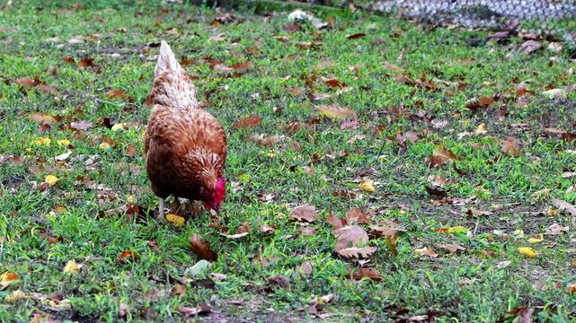 Loman Brown hens forage and peck in an autumn meadow with green grass and fallen oak leaves in a calm rural setting