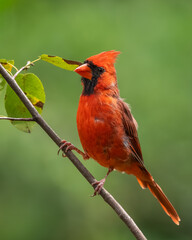 A male cardinal perched in a wooded area