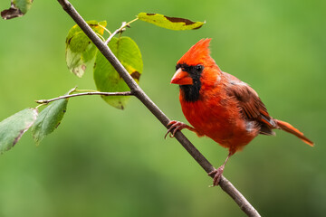 A male cardinal perched in a wooded area