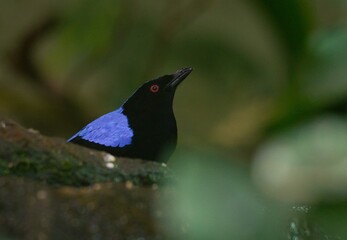 Asian fairy-bluebird