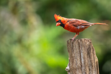 A male cardinal perched in a wooded area