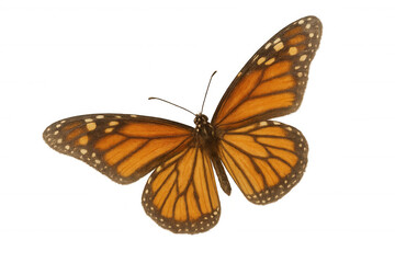 Obraz premium Monarch butterfly with open orange and black wings isolated, symbolizing nature, transformation, and freedom