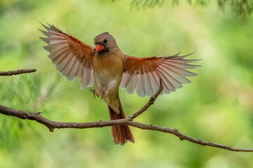 A male cardinal landing on a branch