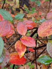 red and orange leaves on a tree branch in the forest in autumn