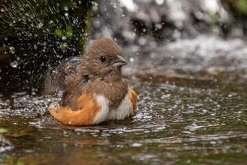 A female Eastern towhee taking a bath