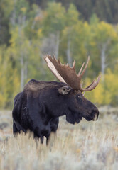 Bull Shiras Moose in Grand Teton National Park Wyoming in Autumn
