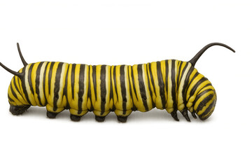 Naklejka premium Monarch butterfly caterpillar showing yellow and black stripes, preparing for insect metamorphosis, transparent background